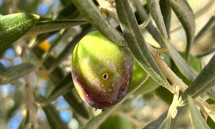 Ser del Campo analiza la situación del olivar en la Sierra Sur de Sevilla, zona endémica de la mosca del olivo