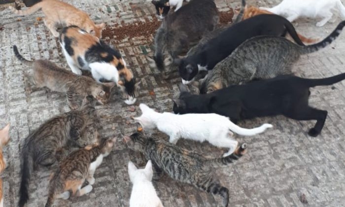 Francisco Ayala: un lucentino cuya afici&oacute;n es cuidar a las colonias de gatos