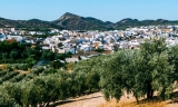 Badolatosa re&uacute;ne este mi&eacute;rcoles a olivareros de la comarca con la OCA para pedir ayudas por la sequ&iacute;a