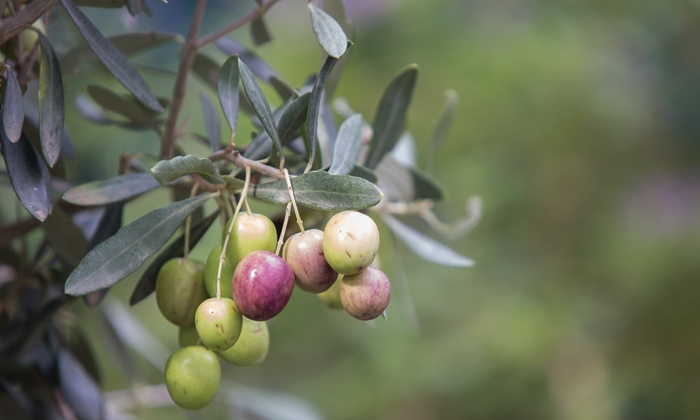 Investigadores del IBIMA vinculan los beneficios del aceite de oliva extra con la inhibici&oacute;n del c&aacute;ncer y de la angiog&eacute;nesis