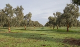 La DO Estepa celebra el miércoles un foro sobre las prácticas sostenibles en el cultivo del olivar