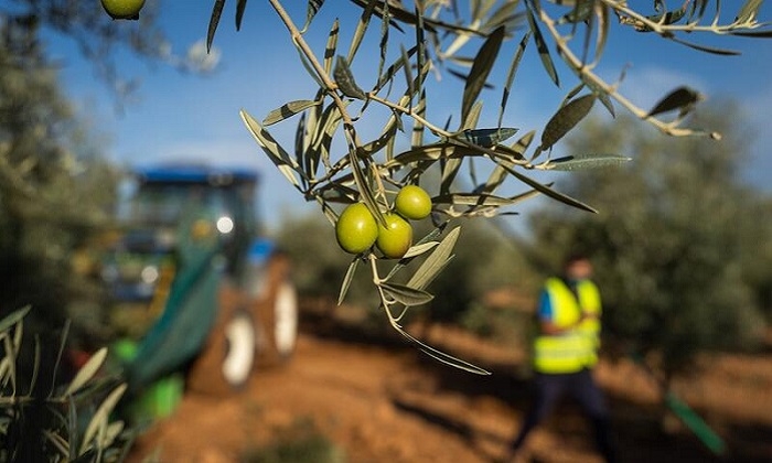 Las producciones de aceituna de mesa pueden superar las 190.000 toneladas en la Sierra Sur y La Campi&ntilde;a sevillana