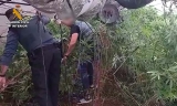 Investigadas dos personas en la aldea de Zagrilla Baja tras desmantelarse una plantación de marihuana