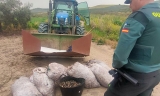 Tres personas investigadas en Montilla por robar 300 kilos de aceituna en una finca