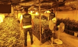 Descubiertas en Lucena más de 1.000 plantas de marihuana en una explotación agrícola