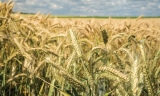 Las lluvias de finales de marzo salvan la campa&ntilde;a de cereal en la comarca de Antequera