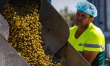 Agro Sevilla, premio Alimentos de Espa&ntilde;a 2024 por consolidar su liderazgo en la producci&oacute;n de aceituna