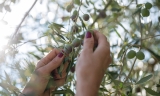La cooperativa de Humilladero espera recoger m&aacute;s de dos millones de kilos de aceitunas