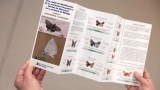 Una gu&iacute;a para descubrir las mariposas m&aacute;s comunes de la provincia de M&aacute;laga