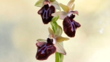 Archidona ampl&iacute;a su 'para&iacute;so' de orqu&iacute;deas con el hallazgo de nuevas especies