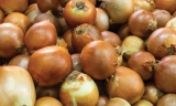 Romero, Horticultores El Torcal: &ldquo;Tenemos superproducci&oacute;n de cebolla y el mercado ha colapsado&rdquo;
