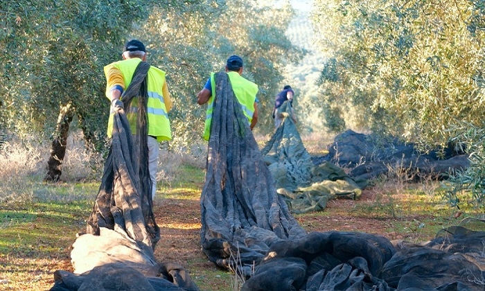 El final de la campa&ntilde;a del olivar deja subidas del paro en municipios de la Sierra Sur