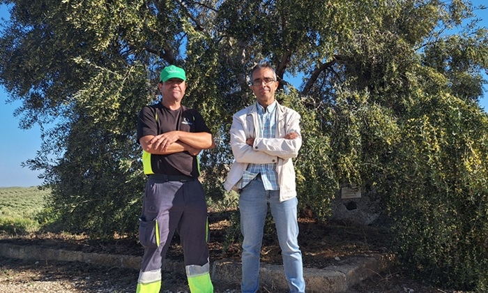 &ldquo;Cada campa&ntilde;a de aceite de oliva es un reto&rdquo;: as&iacute; la afronta la cooperativa Arbequisur en Aguadulce