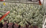 Droga intervenida en Montilla.
