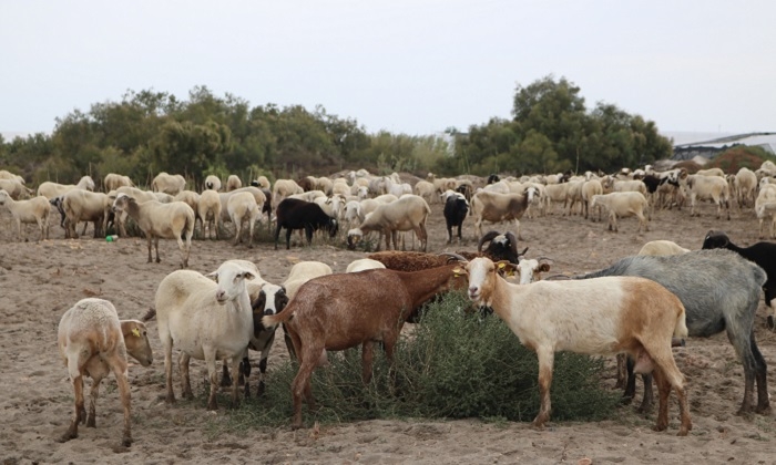 La Puebla de Cazalla aprueba la exenci&oacute;n del IBI r&uacute;stico para el sector agr&iacute;cola y ganadero con p&eacute;rdidas