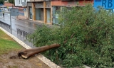 Árbol desprendido en la calle Hoya del Molino de Lucena.