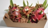 La empresa Mochana Green cultiva pitahaya en Humilladero