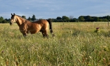 La Junta confirma nuevos casos de caballos infectados por el Virus del Nilo en Antequera y Almargen