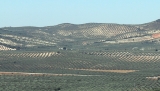 La comarca de Antequera refuerza la vigilancia en el campo ante el inicio de la campa&ntilde;a de la aceituna