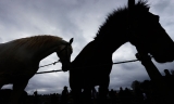 Caballos.