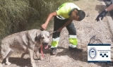 Rescatan a dos perros que estaban por la A-4 en Écija y obligaron a cortar la autovía