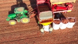 La Vega de Antequera afronta la peor campa&ntilde;a de cebolla de la &uacute;ltima d&eacute;cada: &ldquo;A nivel comercial es nefasta&rdquo;