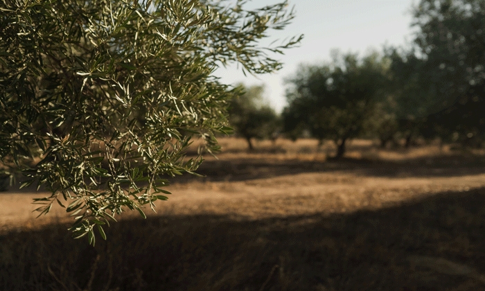 Las lluvias ca&iacute;das en la comarca de Antequera preparan al olivar para una mejor campa&ntilde;a en el 2025