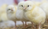 La consejería de Agricultura prevé ayudas para las explotaciones afectadas por la gripe aviar en Gilena