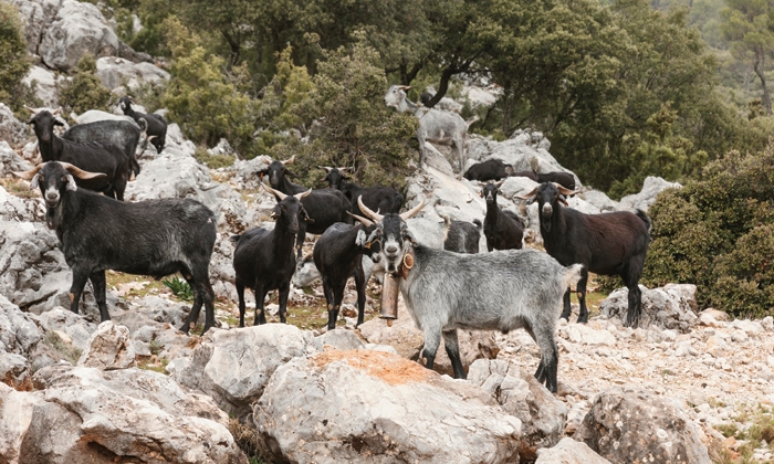 Manuel Salcedo, presidente de Cabrama: “El trabajo con la cabra es algo vocacional”