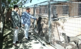 Lucena promueve la adopción de perros del centro de acogida canina