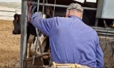 Relato de la crisis de la ganader&iacute;a: Rafael echa el cierre tras medio siglo produciendo leche