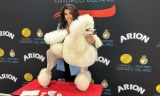 Chanel, una caniche gigante de Lucena, se convierte en la campeona de España de su categoría