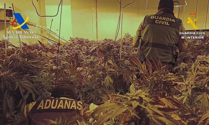 Golpe al tr&aacute;fico de marihuana: desmantelados cuatro cultivos en Aguadulce con 1.700 plantas