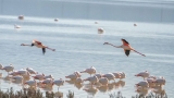 Excursiones guiadas a la Laguna de Fuente de Piedra para descubrir cada rinc&oacute;n del humedal