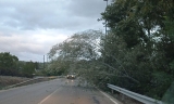 Ca&iacute;da de un &aacute;rbol en la carretera de Rute.