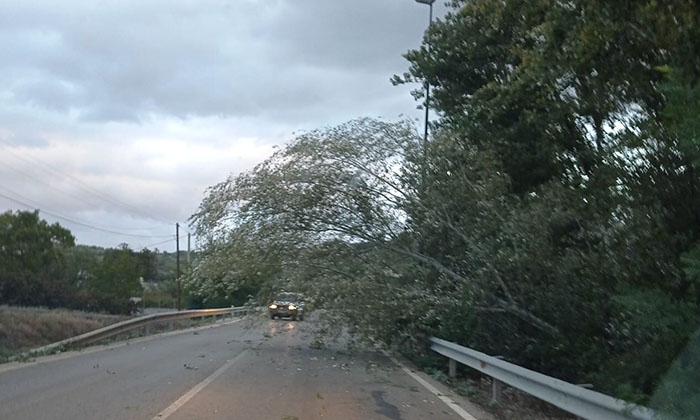 Ca&iacute;da de un &aacute;rbol en la carretera de Rute.