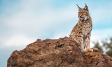 Encuentran en Campillos el cad&aacute;ver de un lince ib&eacute;rico que fue reintroducido el pasado a&ntilde;o en Murcia