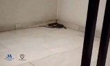 Una serpiente se cuela en unas viviendas de Archidona y obliga a intervenir a los bomberos