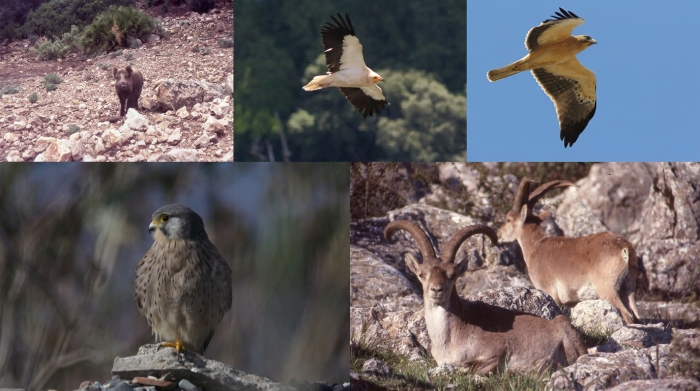 El Torcal de Antequera, refugio de biodiversidad: 137 especies de vertebrados habitan el paraje natural