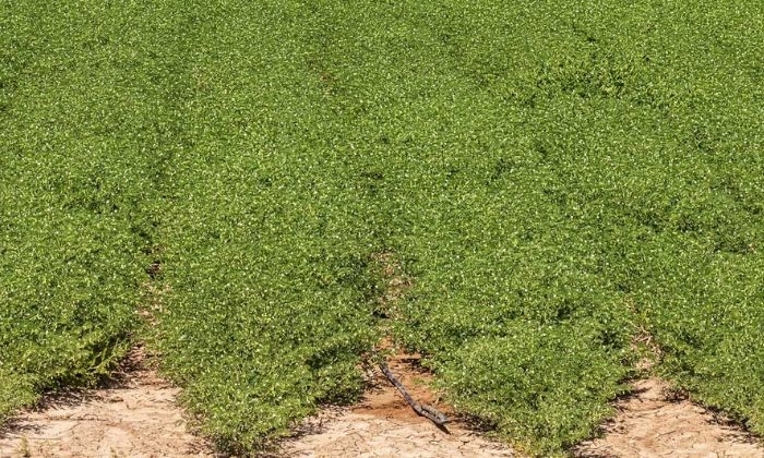 Un total de 27 municipios conformar&aacute;n la DOP Garbanzo de la Campi&ntilde;a de C&oacute;rdoba