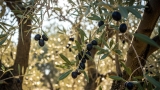 El campo malague&ntilde;o critica la exclusi&oacute;n del olivar y el mago en los m&oacute;dulos del IRPF