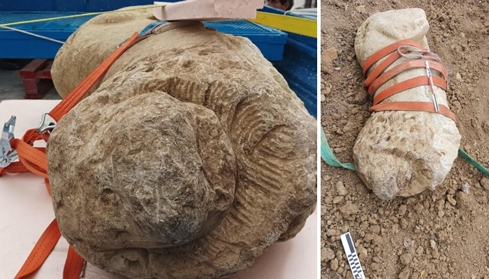 La recuperaci&oacute;n de un le&oacute;n &iacute;bero en Villanueva de la Concepci&oacute;n, entre las actuaciones m&aacute;s destacadas de la Polic&iacute;a Adscrita en 2023