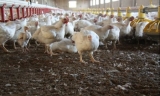 La Junta finalmente dará ayudas de hasta 15.000 euros a los avicultores, golpeados por la gripe aviar