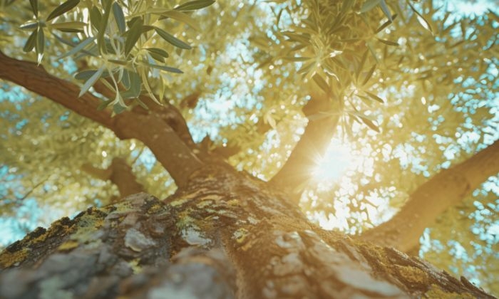 Oleand Manzanilla Olive participa en el proyecto OLIVITECH