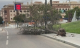 &Aacute;rbol ca&iacute;do en la zona oeste.