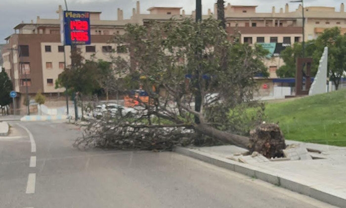 &Aacute;rbol ca&iacute;do en la zona oeste.