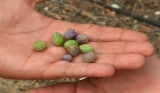 El calor amenaza la campa&ntilde;a de aceituna de verdeo en la Campi&ntilde;a sevillana
