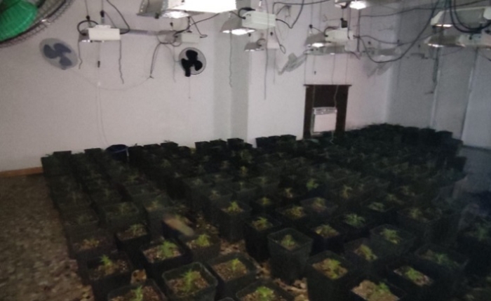 Desmantelada una plantación con 300 cultivos de marihuana en Pedrera