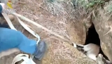 Rescatan una cabra mont&eacute;s atrapada en una sima de Antequera a cinco metros de profundidad