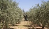 Zona de olivar.